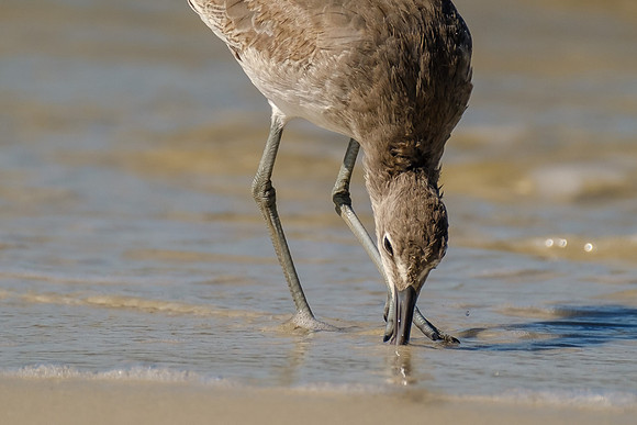 Willet in Gulf Shores