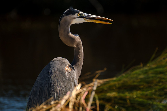 Great Blue Heron in Gulf Shores