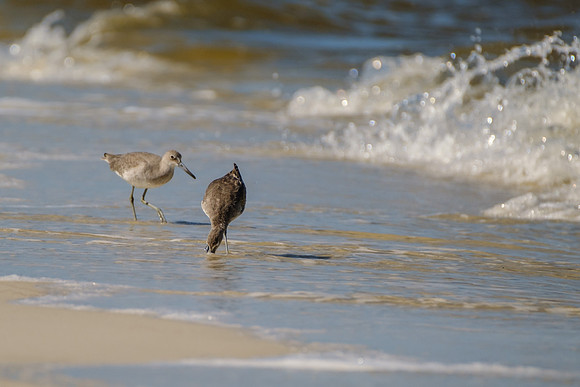 Willet in Gulf Shores