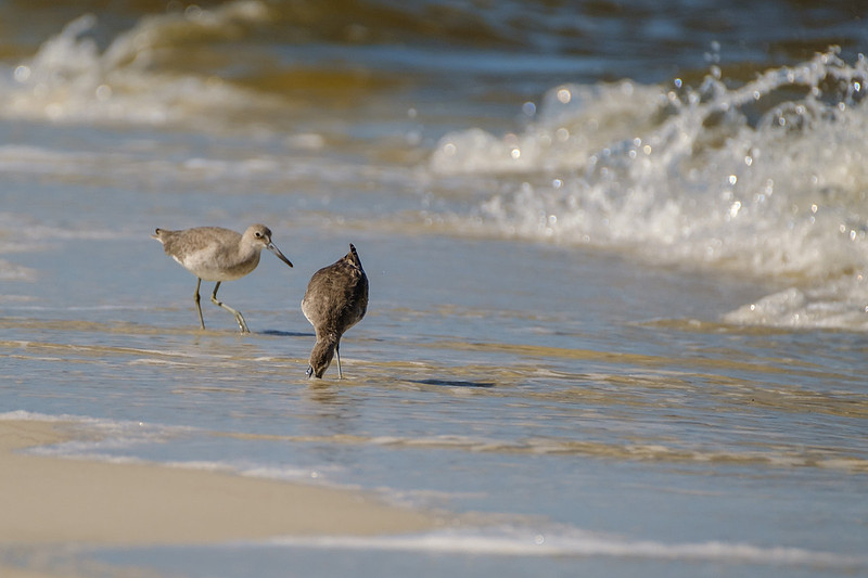 Willet in Gulf Shores