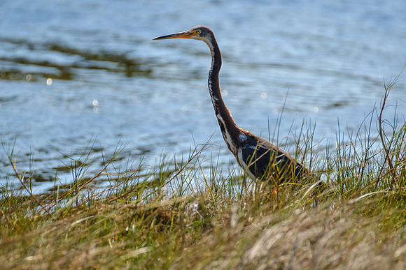 Tri-Colored Heron in Gulf Shores