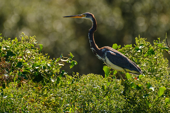 Tri-Colored Heron in Gulf Shores