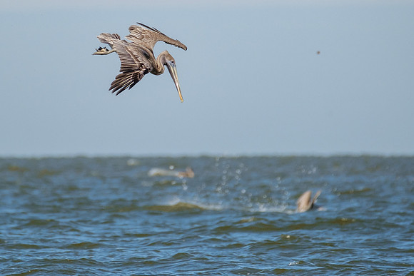 Brown Pelicans in Gulf Shores