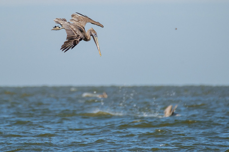 Brown Pelicans in Gulf Shores
