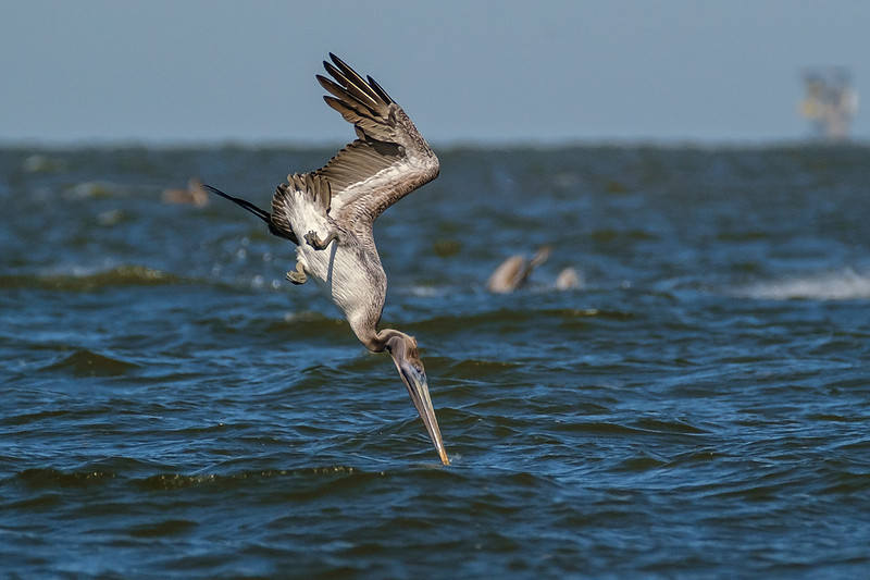 Brown Pelicans in Gulf Shores