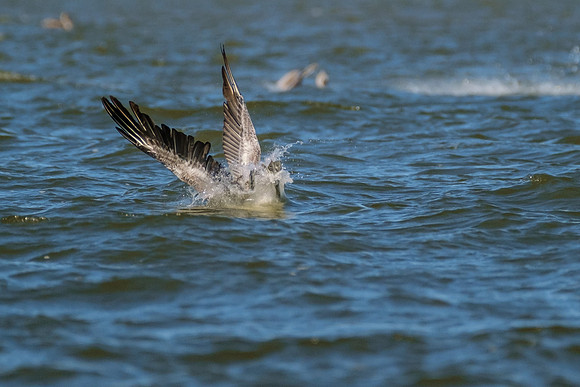 Brown Pelicans in Gulf Shores