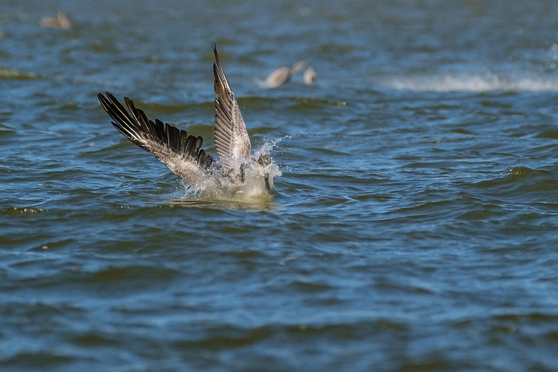 Brown Pelicans in Gulf Shores