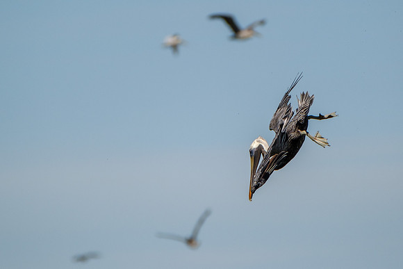 Brown Pelicans in Gulf Shores
