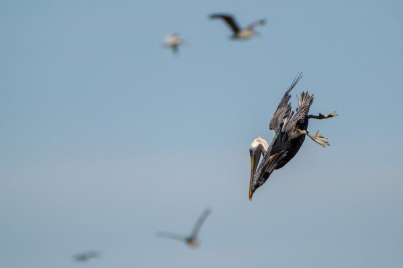Brown Pelicans in Gulf Shores