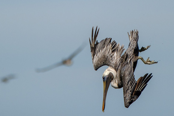 Brown Pelicans in Gulf Shores