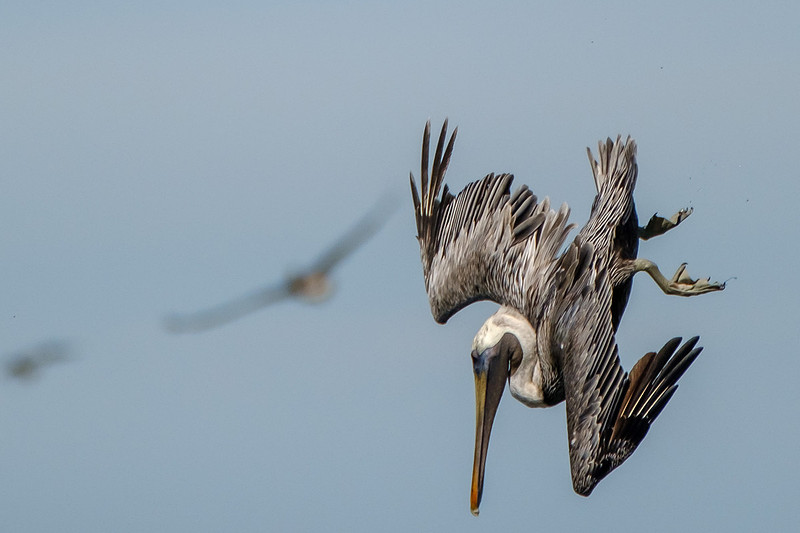 Brown Pelicans in Gulf Shores
