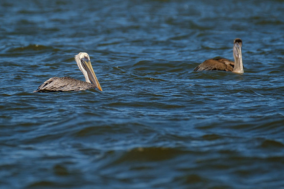 Brown Pelicans in Gulf Shores