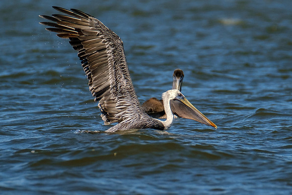 Brown Pelicans in Gulf Shores