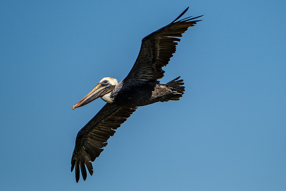 Brown Pelicans in Gulf Shores