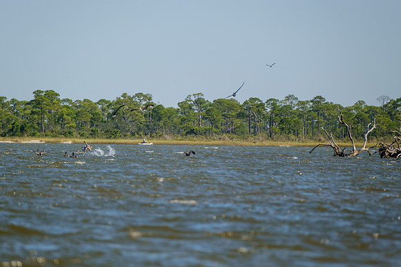 Brown Pelicans in Gulf Shores