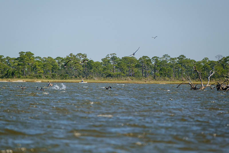 Brown Pelicans in Gulf Shores