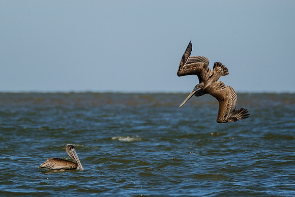 Brown Pelicans in Gulf Shores