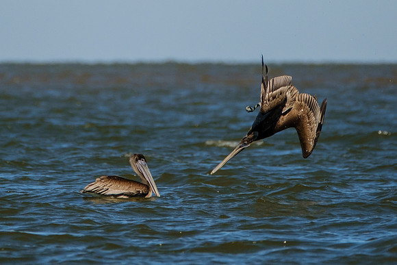Brown Pelicans in Gulf Shores
