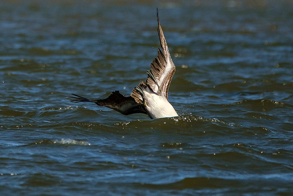 Brown Pelicans in Gulf Shores