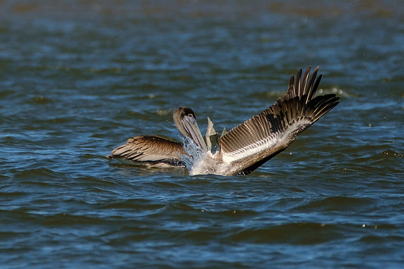 Brown Pelicans in Gulf Shores