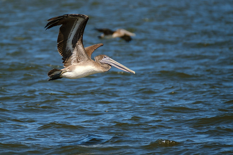 Brown Pelicans in Gulf Shores