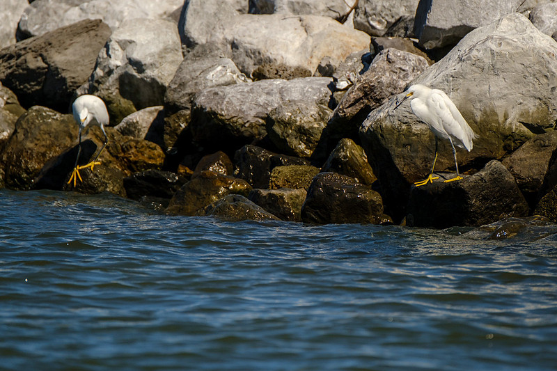 Snowy Egrets in Gulf Shores