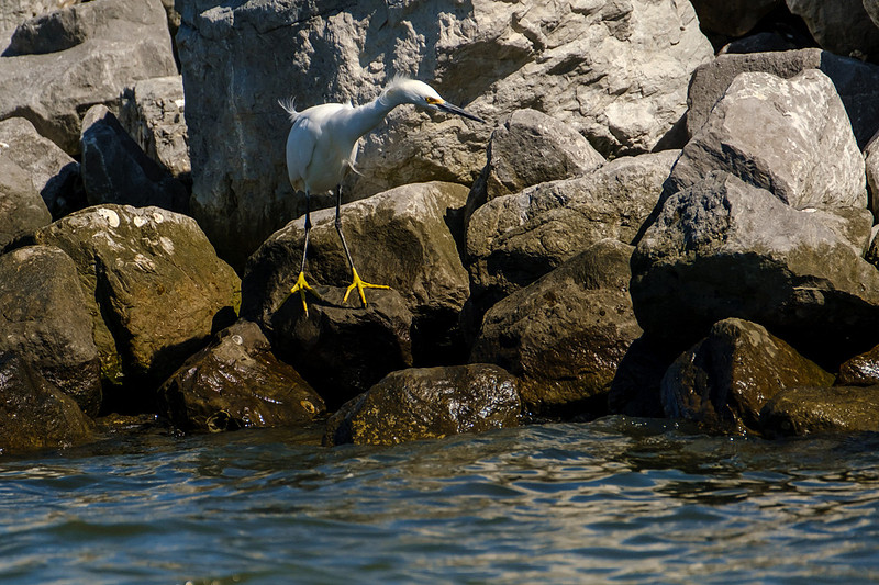 Snowy Egrets in Gulf Shores