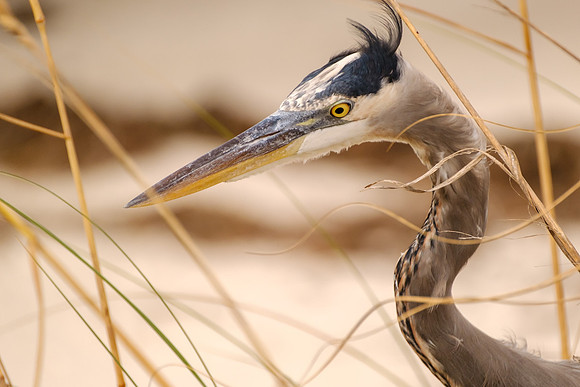 Pensacola Beach Photography