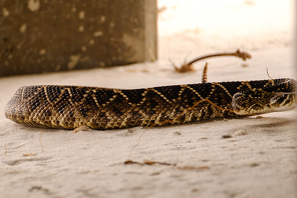 eastern diamondback rattlesnake Photography