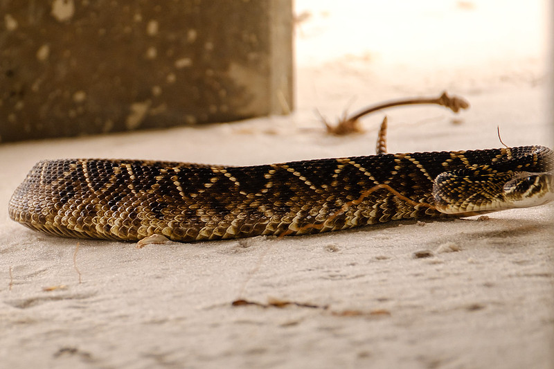 eastern diamondback rattlesnake Photography