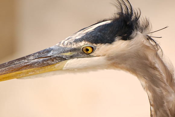 Pensacola Beach Photography