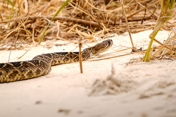eastern diamondback rattlesnake Photography