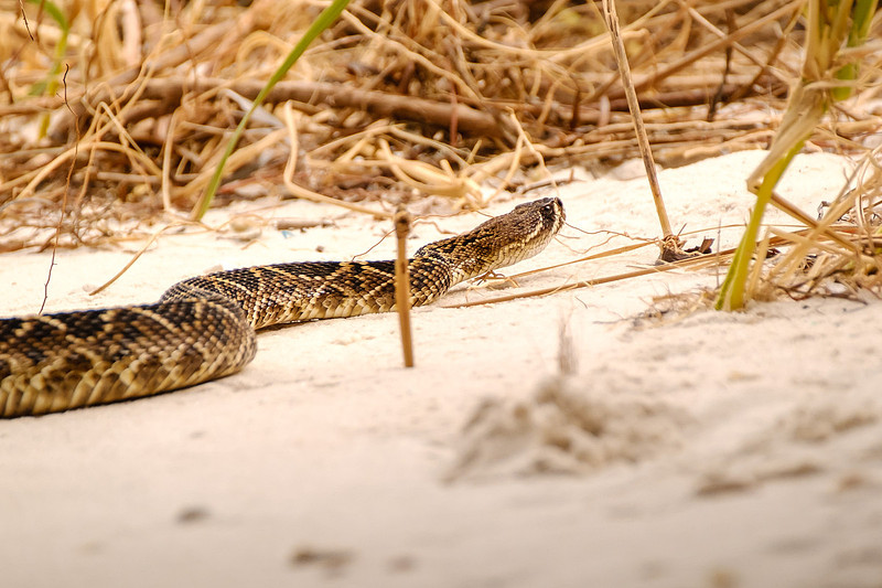 eastern diamondback rattlesnake Photography