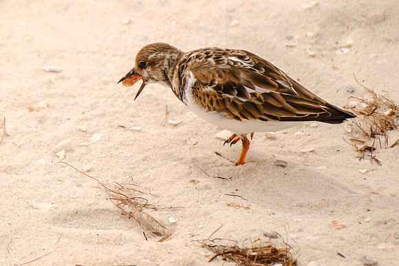 Pensacola Beach Wildlife Photography