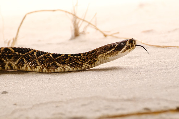 eastern diamondback rattlesnake Photography