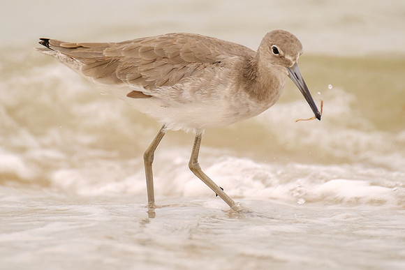 Wildlife Gulf Island National Seashore