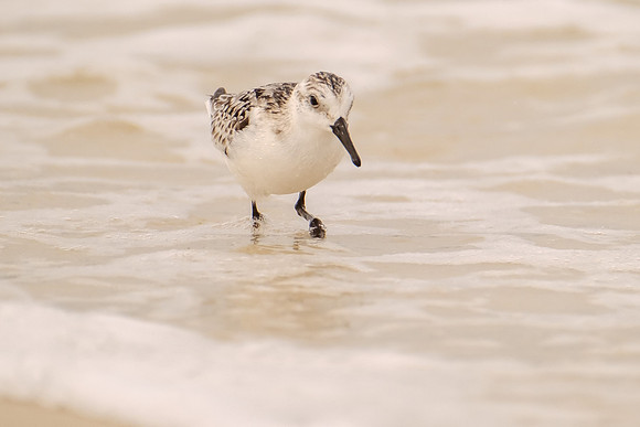 Pensacola Beach Wildlife Photography