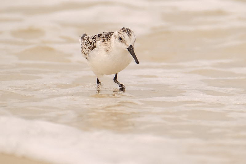 Pensacola Beach Wildlife Photography