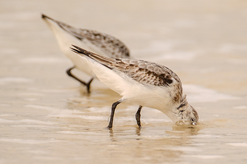 Pensacola Beach Wildlife Photography