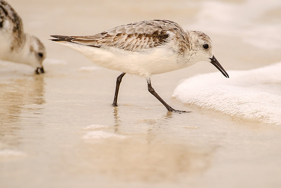 Pensacola Beach Wildlife Photography