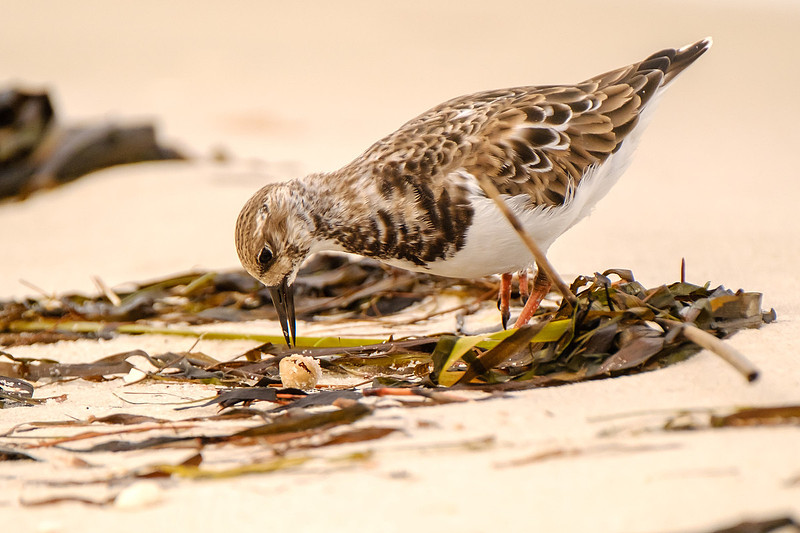 Pensacola Beach Wildlife Photography