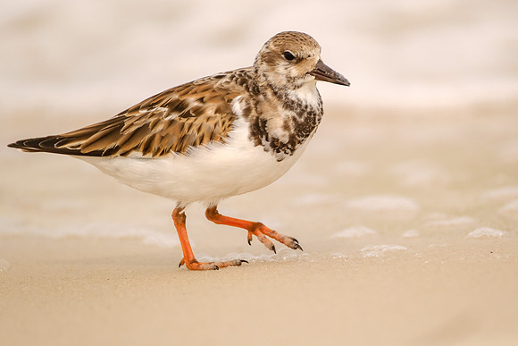 Pensacola Beach Wildlife Photography