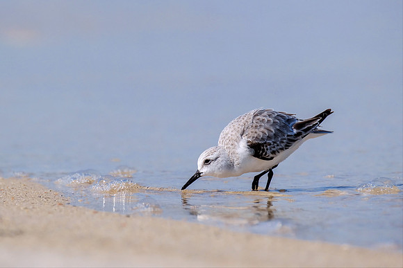 Sanderling in Orange Beach
