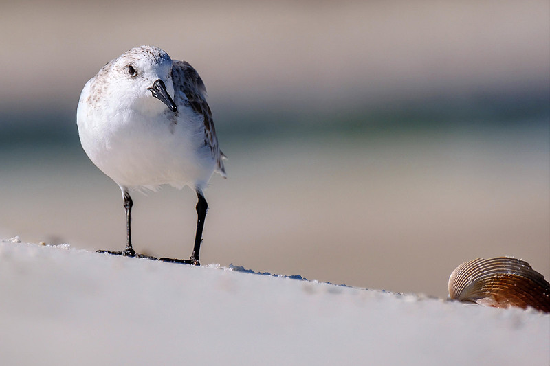 Sanderling in Orange Beach
