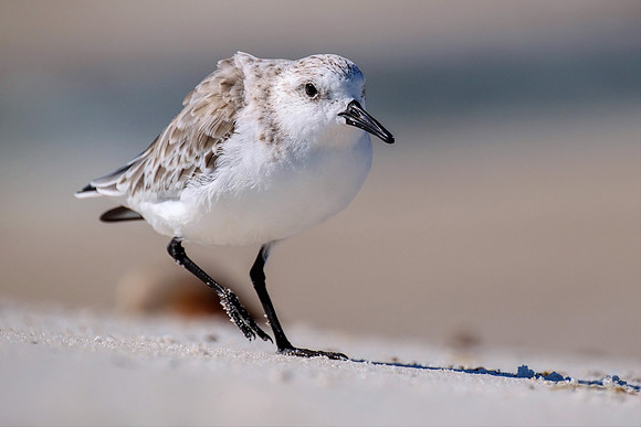 Orange Beach Alabama Photographer