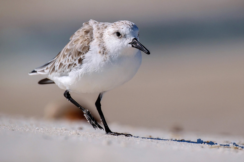 Orange Beach Alabama Photographer
