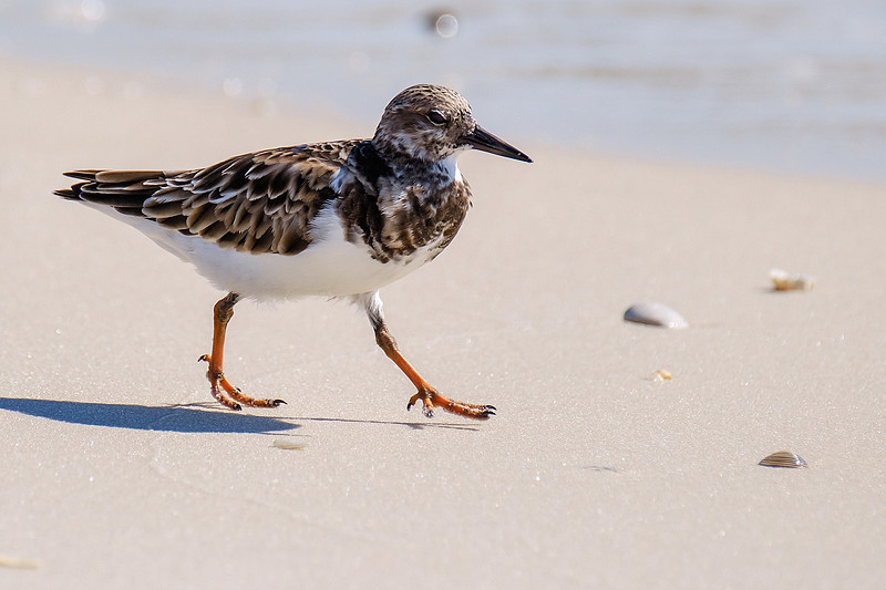 Plover in Orange Beach