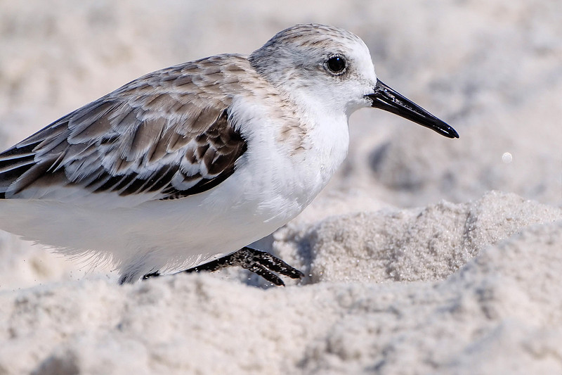 Plover in Orange Beach