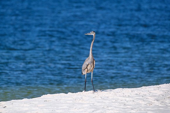 great blue heron in Orange Beach