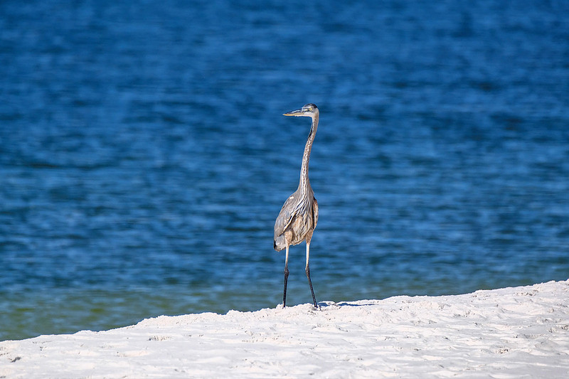great blue heron in Orange Beach